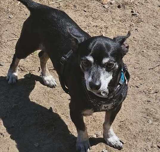 Photo of Pepper