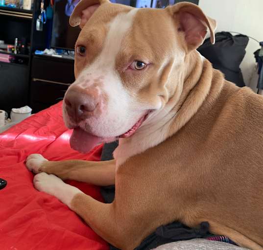 Photo of Ziggy