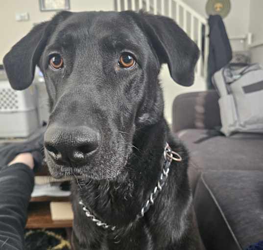 Photo of Guiness