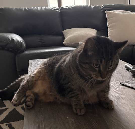 Photo of Skittles