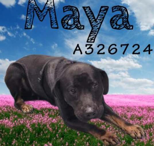 Photo of MAYA