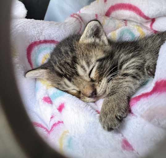 Photo of Loki