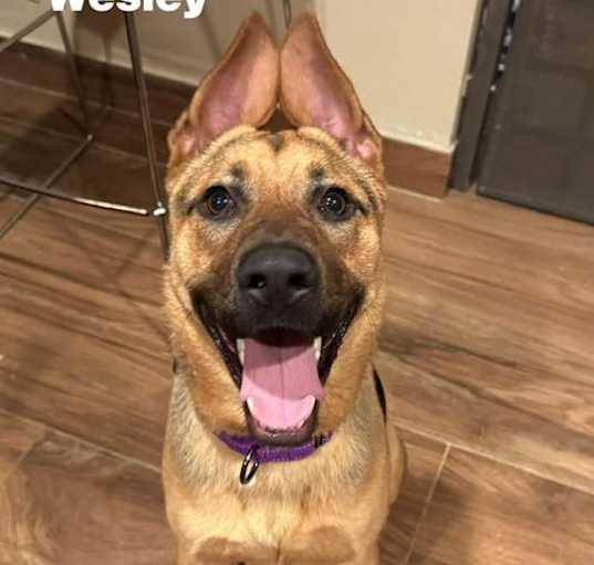Photo of Wesley