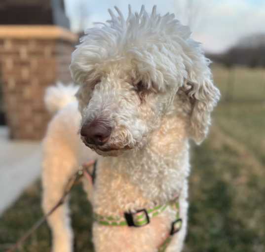 Photo of Harper