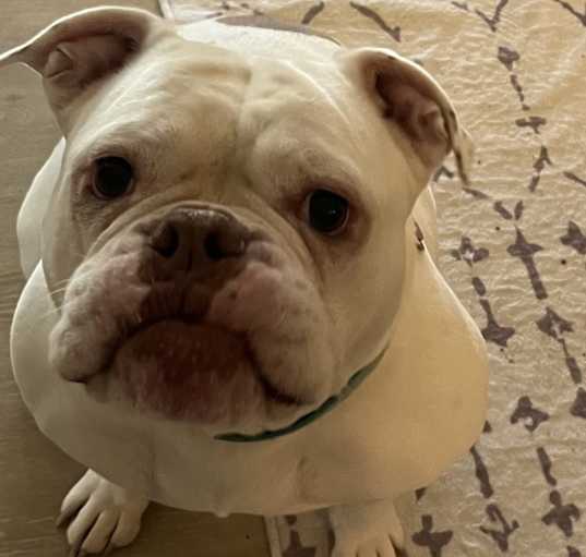 Photo of Ivy