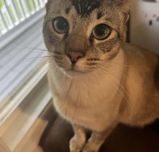 Photo of Simba and Luca