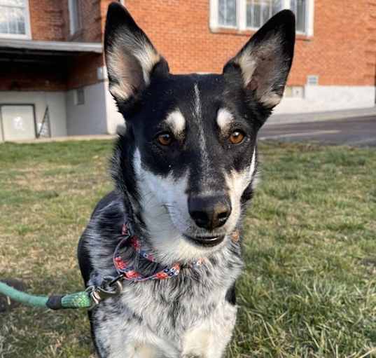 Photo of Kahlua