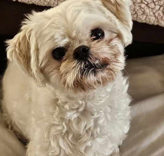 Photo of BASSETT