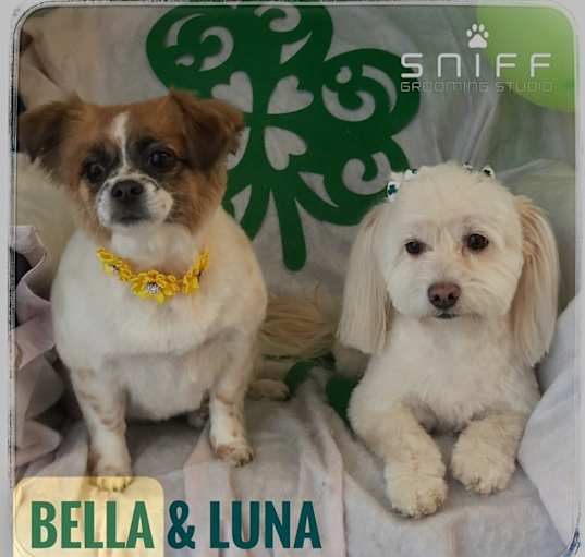 Photo of Bella