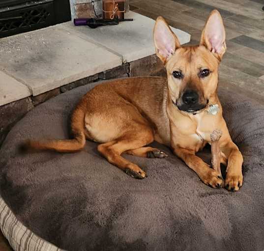 Photo of Diesel