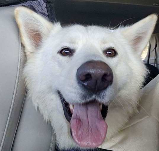 Photo of BOO