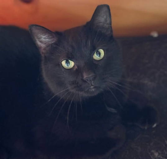 Photo of Cinder