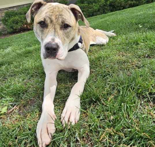 Photo of Pepper