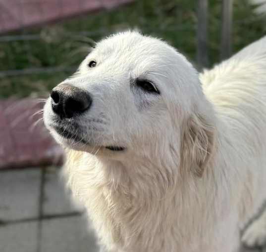 Photo of Phoebe