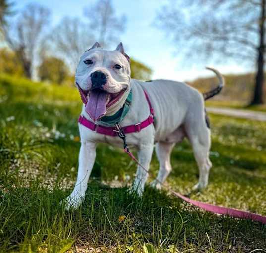 Photo of Peppa
