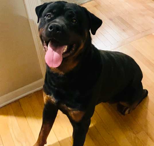 Photo of Rocco