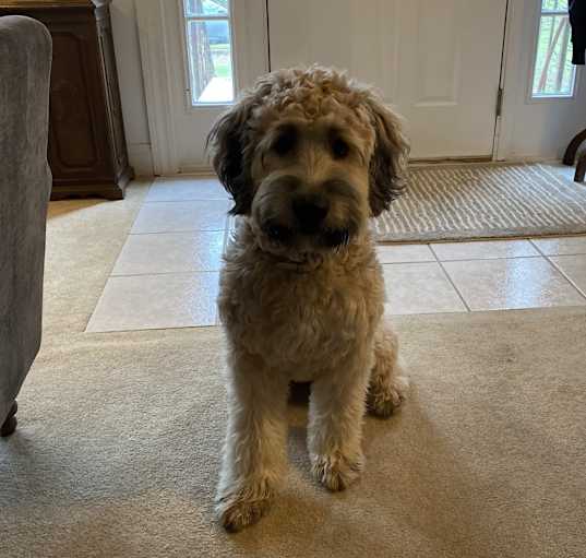 Photo of Duke