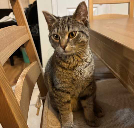 Photo of Mr.Tiny
