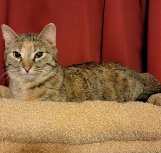 Photo of Juni (Juniper)