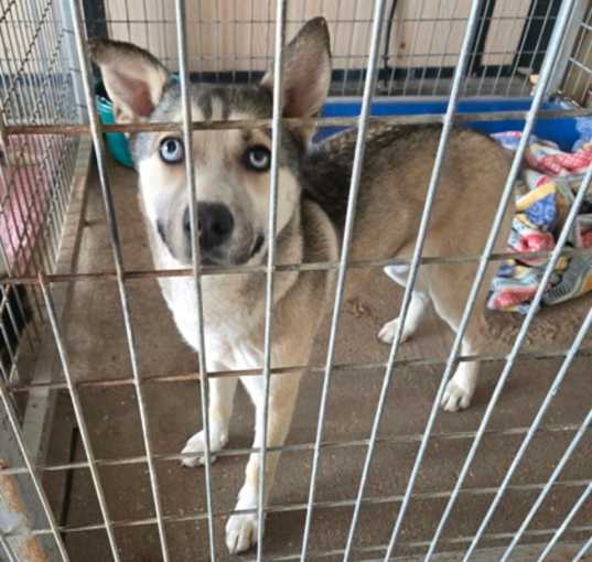 Photo of Nuka