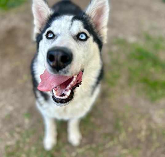 Photo of Dog