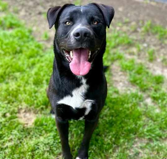 Photo of Dog