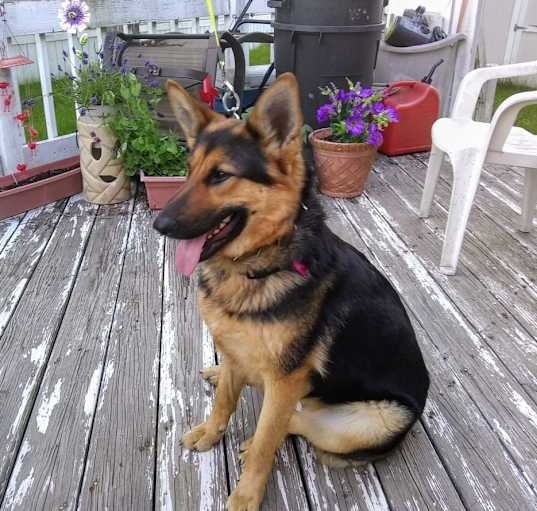 Photo of Daisy