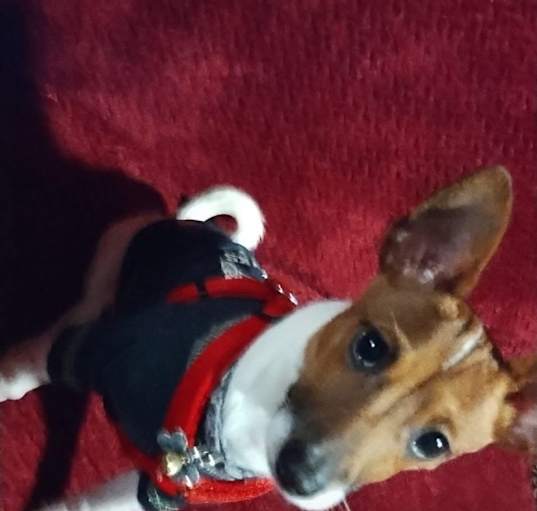 Photo of Chase