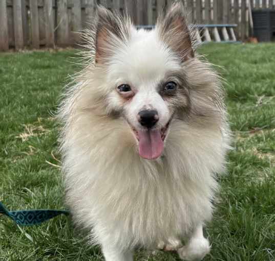 Photo of Petunia
