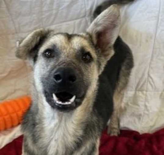 Photo of Champ