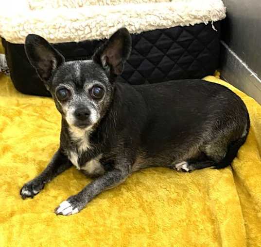 Photo of CHIHUAHUA SENIORS-IMMEDIATE FOSTER NEEDED