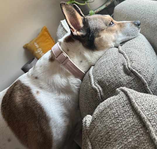 Photo of Maddie (velcro dog 🐾)
