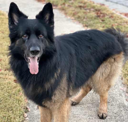 Photo of Grizzly
