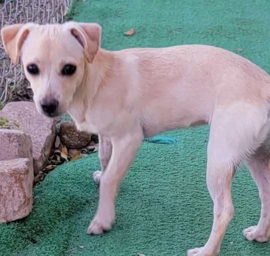 Photo of Pippy