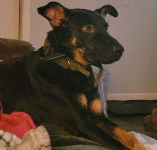 Photo of Dante