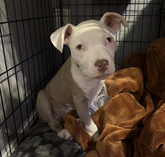 Photo of Blu