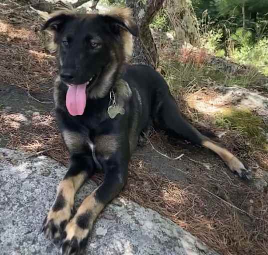 Photo of Desi *Urgent*