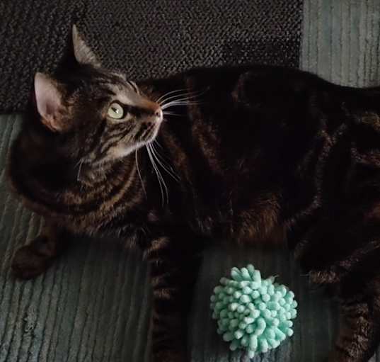 Photo of Ruby