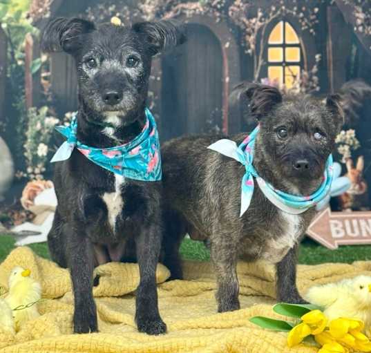 Photo of Sami and Buster