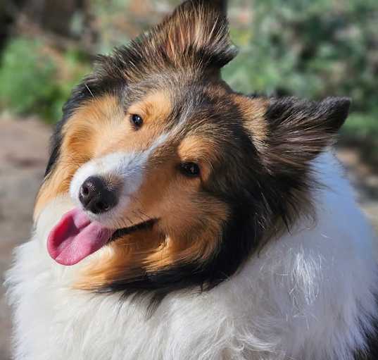 Photo of Romeo