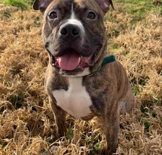 Photo of Diesel
