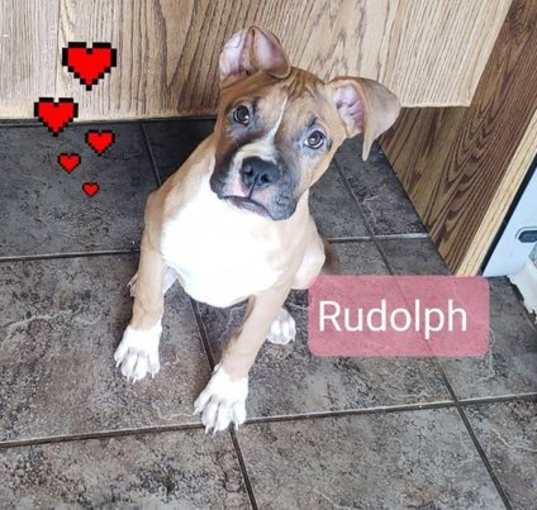 Photo of Rudolph