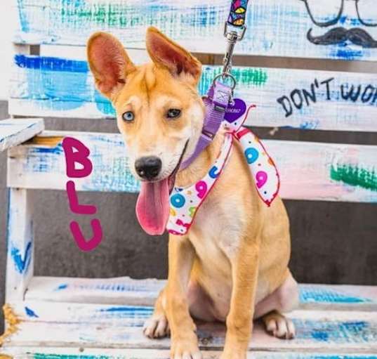 Photo of Blu