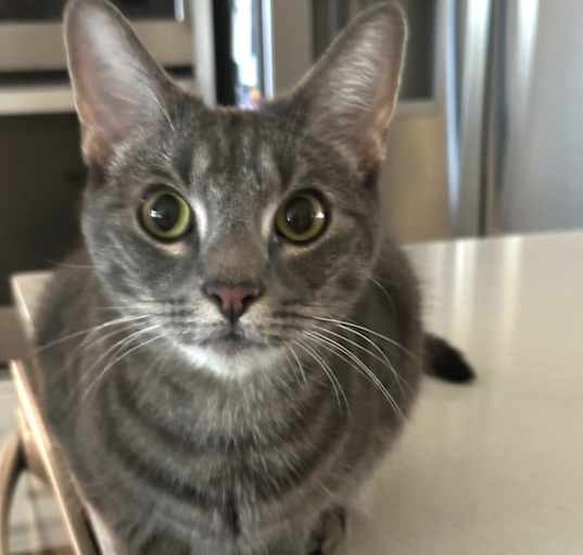 Photo of Maverick