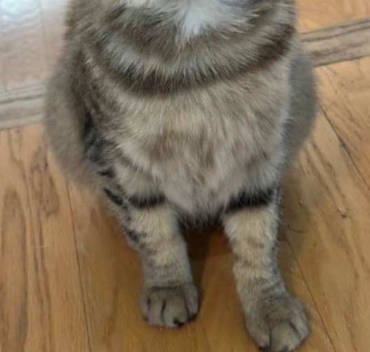 Photo of Blossom