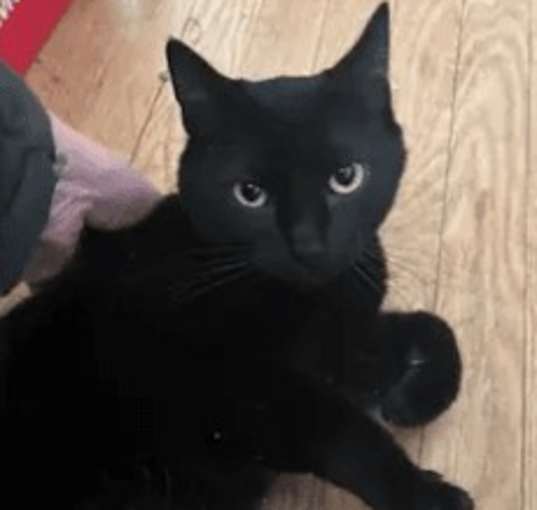 Photo of Midnight