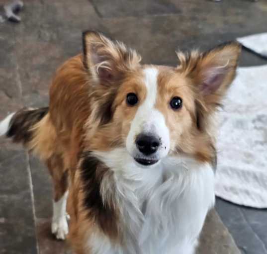 Photo of Maple sheltie