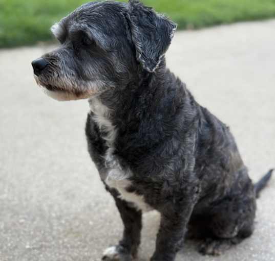 Photo of Clancy