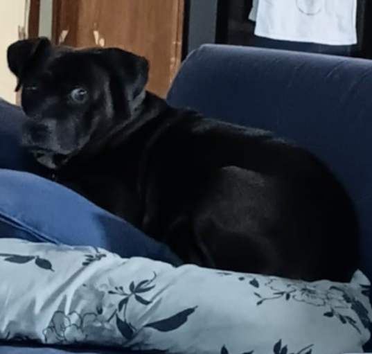 Photo of Duke
