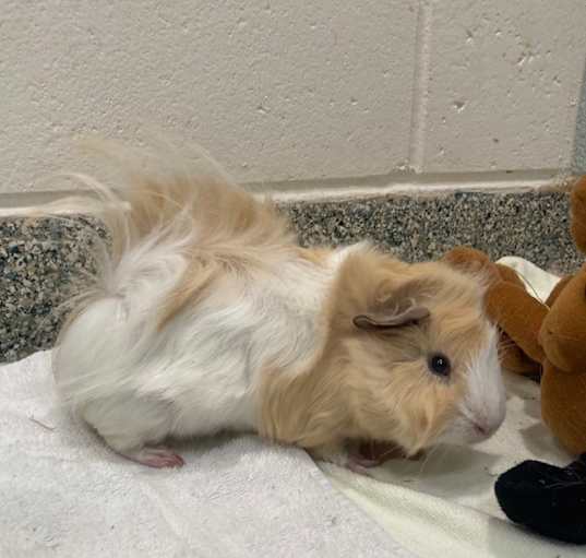Photo of ALFALFA